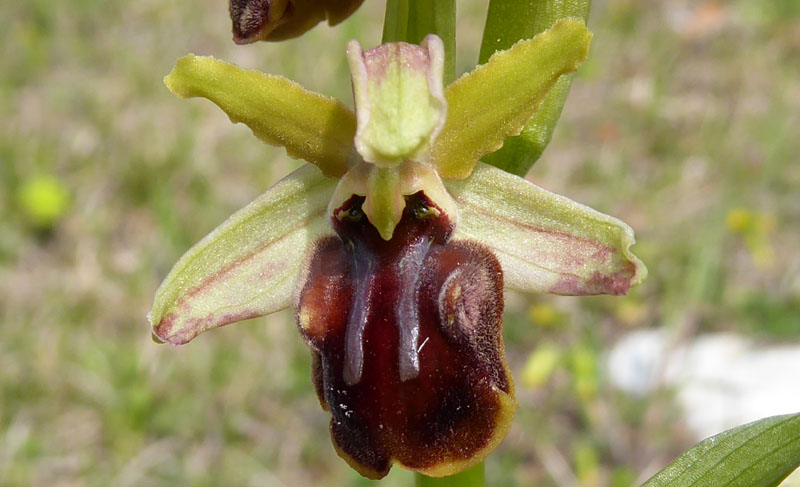 Ophrys sphegodes subsp. sphegodes